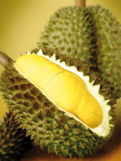 gallery/durian fruits