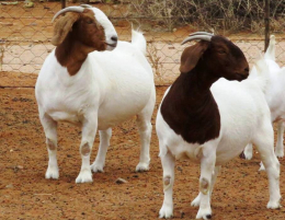 gallery/b goats 1